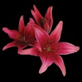 Lily - Asiatic - Dark Pink (3+ blooms)